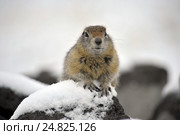 Камчатский суслик - евражка на снегу (2012 год). Редакционное фото, фотограф Владимир Зыков / Фотобанк Лори
