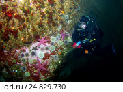 Морские звезды и зеленые морские ежи (Henricia sanguinoleta, Strongylocentrotus droebachiensis) (2009 год). Редакционное фото, фотограф Некрасов Андрей / Фотобанк Лори