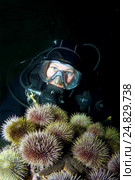 Зеленый морской ёж (Strongylocentrotus droebachiensis) (2009 год). Редакционное фото, фотограф Некрасов Андрей / Фотобанк Лори