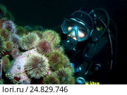 Зеленый морской ёж (Strongylocentrotus droebachiensis) (2009 год). Редакционное фото, фотограф Некрасов Андрей / Фотобанк Лори