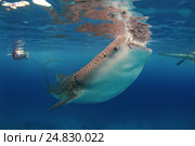 Китовая акула (Rhincodon typus) Стоковое фото, фотограф Некрасов Андрей / Фотобанк Лори