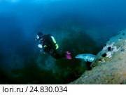 Spotted seal, larga or largha seal (Phoca largha, Phoca vitulina. Стоковое фото, фотограф Некрасов Андрей / Фотобанк Лори
