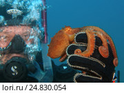 Giant Pacific octopus or North Pacific giant octopus (Enteroctopus dofleini) Japan sea, Far East, Primorsky Krai, Russian Federation. Стоковое фото, фотограф Некрасов Андрей / Фотобанк Лори