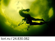 Ice free diving in Arctic, Russia, Russian north, north, Kareliya, White sea. Стоковое фото, фотограф Некрасов Андрей / Фотобанк Лори