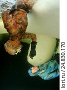 Ice diving, free diving, (2009 год). Редакционное фото, фотограф Некрасов Андрей / Фотобанк Лори