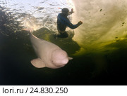 Ice diving with white whale, Beluga whale ( Delphinapterus leucas) in Arctic, Russia, Russian north, north, Kareliya, White sea. Стоковое фото, фотограф Некрасов Андрей / Фотобанк Лори