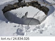 Гижигинский заяц в укрытии. Стоковое фото, фотограф Владимир Зыков / Фотобанк Лори