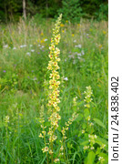Коровяк (лат. Verbascum) Стоковое фото, фотограф Елена Коромыслова / Фотобанк Лори