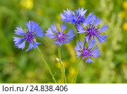 Василёк синий, или Василёк посевной (лат. Centaurea cyanus) Стоковое фото, фотограф Елена Коромыслова / Фотобанк Лори