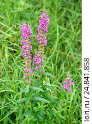Дербенник иволистный, или плакун-трава (лат. Lythrum salicaria) Стоковое фото, фотограф Елена Коромыслова / Фотобанк Лори