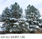 Заснеженные сосны пасмурным днем. Стоковое фото, фотограф Инна Грязнова / Фотобанк Лори