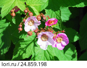 Малина душистая, или малиноклён (Rubus odoratus) Стоковое фото, фотограф Алёшина Оксана / Фотобанк Лори