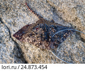Черноморская морская лисица или шиповатый скат на лежит на прибрежных камнях. Стоковое фото, фотограф Игорь Кириленко / Фотобанк Лори