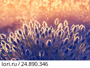 Растение пушица ранней весной. Стоковое фото, фотограф Икан Леонид / Фотобанк Лори