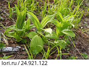 Дикорастущее растение Чемерица Лобеля (лат. Veratrum lobelianum). Дикорастущее  лекарственное, ядовитое, инсектицидное растение Сибири. Стоковое фото, фотограф Евгений Мухортов / Фотобанк Лори