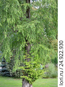Болотный кипарис (Таксодиум двурядный) (Taxodium distichum (L.) Rich.) Стоковое фото, фотограф Ирина Борсученко / Фотобанк Лори