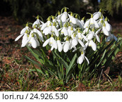 White snowdrops in garden. Стоковое фото, фотограф Роман Клевцов / Фотобанк Лори