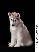 Cute little puppy of syberian husky. Стоковое фото, фотограф Екатерина Куракина / Фотобанк Лори