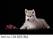 Siberian Husky puppy with flower. Стоковое фото, фотограф Екатерина Куракина / Фотобанк Лори