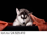 Cute little puppy of syberian husky. Стоковое фото, фотограф Екатерина Куракина / Фотобанк Лори