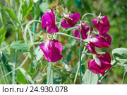 Душистый горошек или чина душистая (лат. Lathyrus odomtus) Стоковое фото, фотограф Елена Коромыслова / Фотобанк Лори