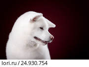 Beautiful Akita Inu puppy. Стоковое фото, фотограф Екатерина Куракина / Фотобанк Лори