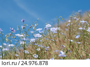 Лён Маршалла ( лат. Linum marschallianum), локальный фокус, малая ГРИП. Стоковое фото, фотограф Галина Хорошман / Фотобанк Лори
