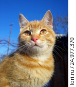 Red-haired cat with red eyes. Стоковое фото, фотограф Oleksandr Khalimonov / Фотобанк Лори