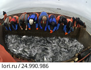 Выборка лосося из морского невода бригадой рыбаков. Камчатка. Редакционное фото, фотограф Владимир Зыков / Фотобанк Лори