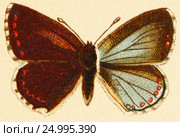 Бабочка - Голубянка красивая (Lycaena bellargus rott) Стоковая иллюстрация, иллюстратор Макаров Алексей / Фотобанк Лори