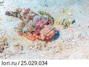 Fish stone lying on the bottom. Стоковое фото, фотограф Artur Sarkisyan / Фотобанк Лори