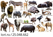 Birds, mammal and other animals of Africa isolated. Стоковое фото, фотограф Яков Филимонов / Фотобанк Лори