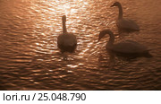 Лебединое озеро в Алтайском крае / Swans on Altai lake Svetloe in the evaporation mist at evening time in winter. Стоковое видео, видеограф Сергей Пристяжнюк (Serg Zastavkin) / Фотобанк Лори