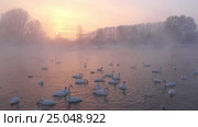 Лебединое озеро в Алтайском крае / Swans on Altai lake Svetloe in the evaporation mist at evening time in winter. Стоковое видео, видеограф Сергей Пристяжнюк (Serg Zastavkin) / Фотобанк Лори
