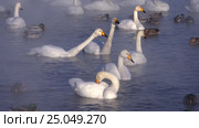 Лебединое озеро в Алтайском крае / Swans on Altai lake Svetloe in the evaporation mist at morning time in winter. Стоковое видео, видеограф Сергей Пристяжнюк (Serg Zastavkin) / Фотобанк Лори