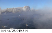 Лебединое озеро в Алтайском крае / Swans on Altai lake Svetloe in the evaporation mist at morning time in winter. Стоковое видео, видеограф Сергей Пристяжнюк (Serg Zastavkin) / Фотобанк Лори