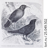 1) Клушица (Pyrrhocorax graculus), 2) Альпийская галка (Pyrrhocorax alpinus) - рисунок из книги А. Брэма "Жизнь животных" 1896г. Стоковая иллюстрация, иллюстратор Вера Смолянинова / Фотобанк Лори
