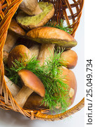 Basket with porcini mushrooms. Стоковое фото, фотограф Олег Жуков / Фотобанк Лори