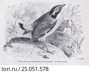 Питта бенгальская (Coloburis bengalensis)  - рисунок из книги А. Брэма "Жизнь животных" 1896г. Стоковая иллюстрация, иллюстратор Вера Смолянинова / Фотобанк Лори