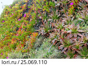 Succulent Plants Closeup. Стоковое фото, фотограф Юрий Брыкайло / Фотобанк Лори