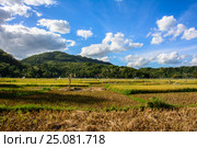 Rice field in the Philippines. Стоковое фото, фотограф Ершов Максим / Фотобанк Лори