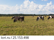 Стадо коров пасётся на лугу. Стоковое фото, фотограф Николай Мухорин / Фотобанк Лори