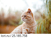 Ginger cat. Стоковое фото, фотограф Илона Кутенко / Фотобанк Лори