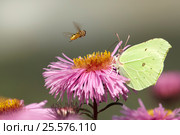 Конфликт - журчалки с мотыльком (Bee and moth) Стоковое фото, фотограф Владимир Борисов / Фотобанк Лори