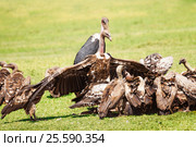 Vultures crowds on kill with marabou in background. Стоковое фото, фотограф Сергей Новиков / Фотобанк Лори