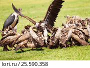 Vultures flock and marabou eating carrion, Africa. Стоковое фото, фотограф Сергей Новиков / Фотобанк Лори
