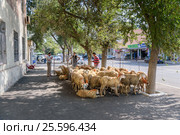 People sale sheeps during Bakrid festival Eid al-Adha. Baku (2016 год). Редакционное фото, фотограф Elena Odareeva / Фотобанк Лори