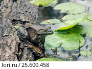 Леопардовая лягушка  (Rana pipiens) на затопленном дереве в пруду в окружении листьев кубышек. Стоковое фото, фотограф Ирина Кожемякина / Фотобанк Лори