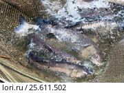 A few carp in a fishing net. Fish farms. Стоковое фото, фотограф Андрей Радченко / Фотобанк Лори