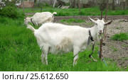 Goat on green meadow. Стоковое видео, видеограф Андрей Зык / Фотобанк Лори